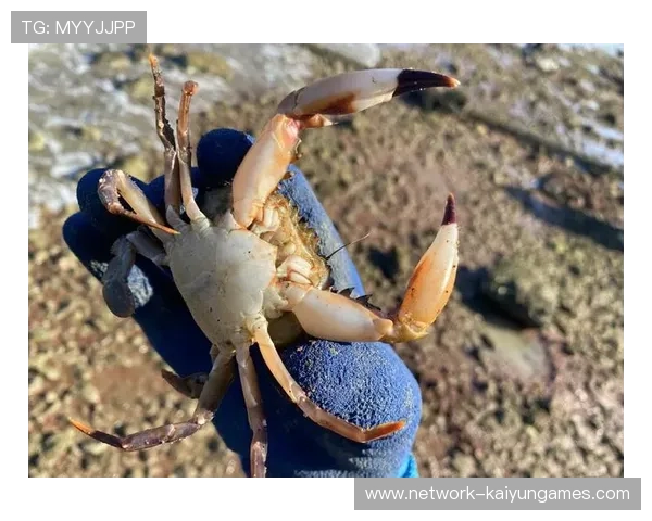 惠州台风后海鲜资源丰富，赶海现象背后生态解析，惠州海边能赶海吗